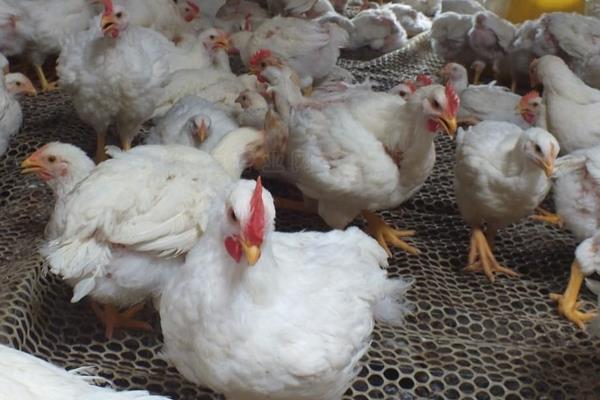 817肉雞養殖小竅門