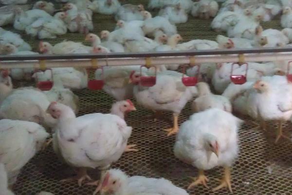 817肉雞養殖小竅門