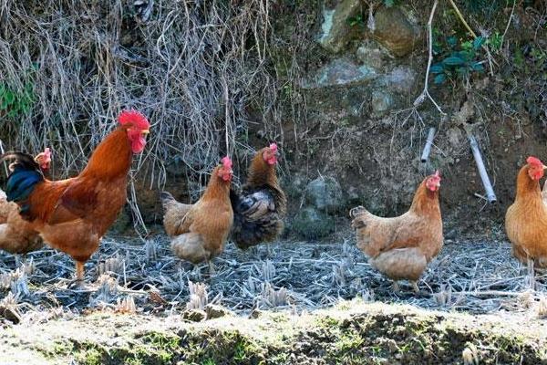 土雞飼料配方表