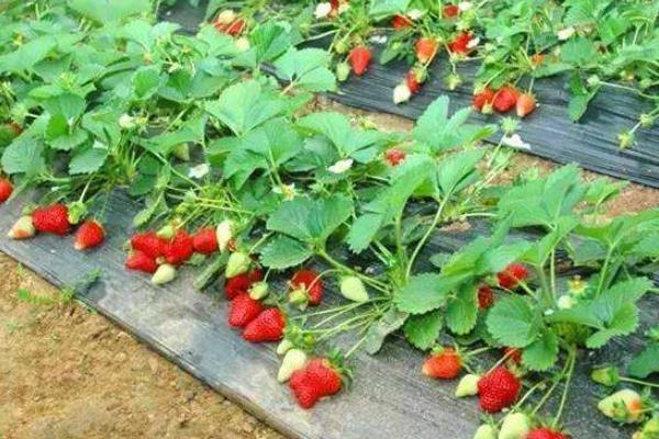 農民致富項目有哪些,新項目推薦