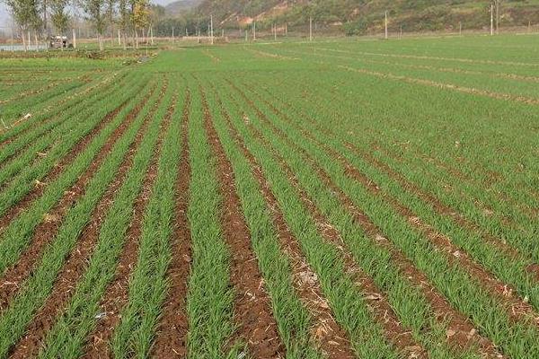 超高產(chǎn)小麥新品種介紹