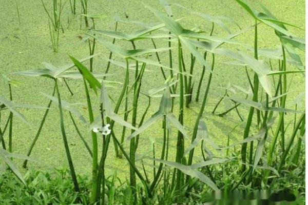 稻田野慈姑除草劑用什么好