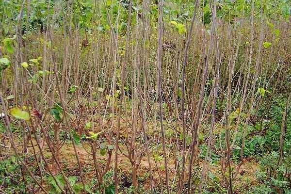 桑樹嫁接的時間，多少天可以確認成功？