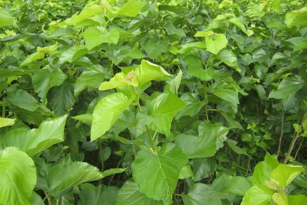 桑樹嫁接的時間，多少天可以確認成功？