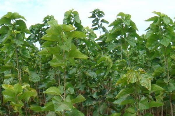 桑樹嫁接的時間，多少天可以確認成功？