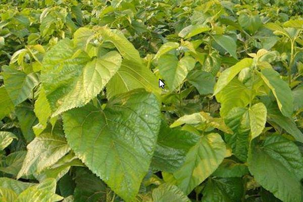 桑樹嫁接的時間，多少天可以確認成功？