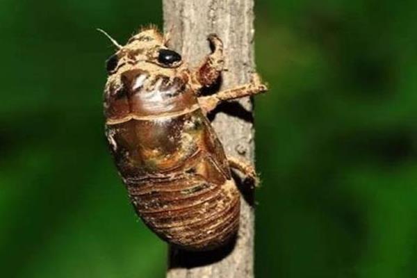 養殖金蟬的利潤是多少,養殖期是多少時間