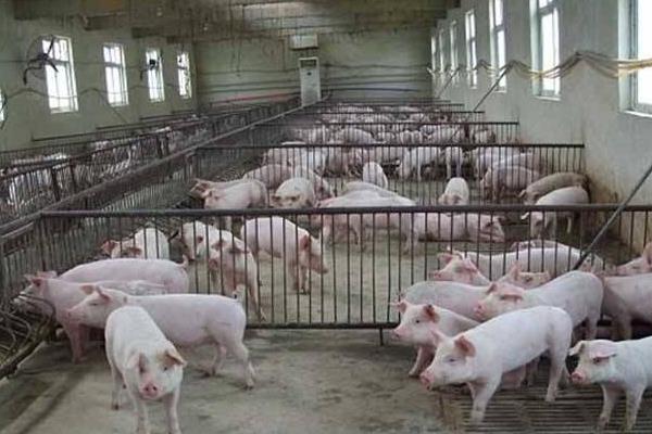 豬糞便較好的處理方法，掌握新型方法