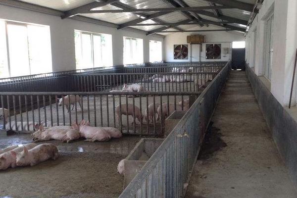 豬糞便較好的處理方法，掌握新型方法