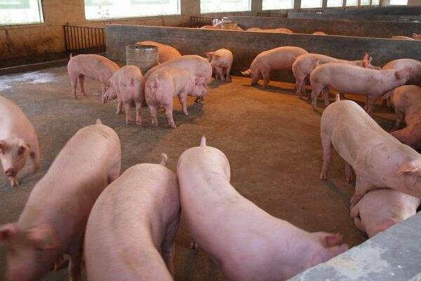 豬糞便較好的處理方法，掌握新型方法