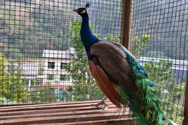 孔雀養殖主要的問題是什么,有前景嗎