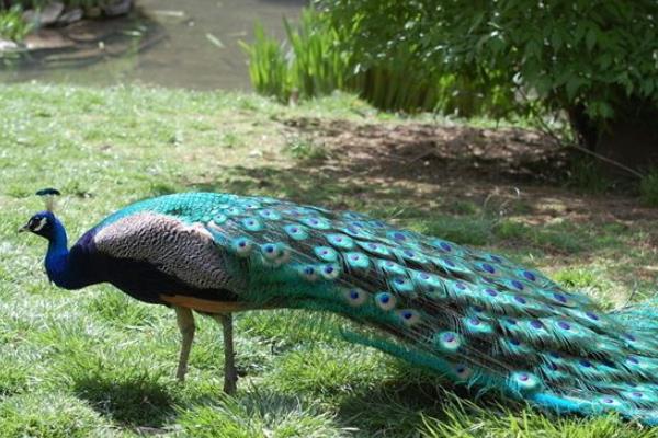 孔雀養殖主要的問題是什么,有前景嗎