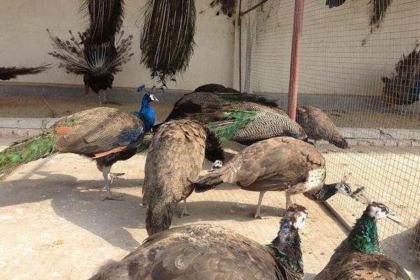 孔雀養殖主要的問題是什么,有前景嗎