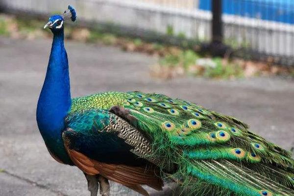 孔雀養殖主要的問題是什么,有前景嗎