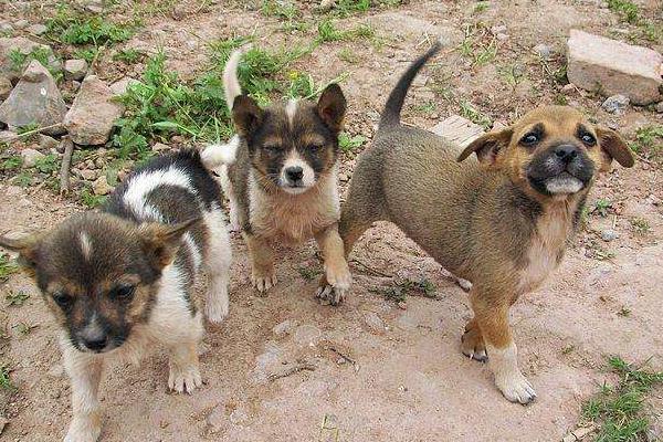 農村大規模土狗養殖利潤是多少