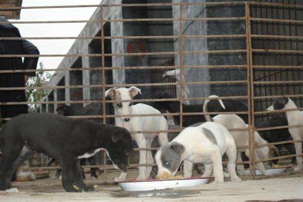 農村大規模土狗養殖利潤是多少