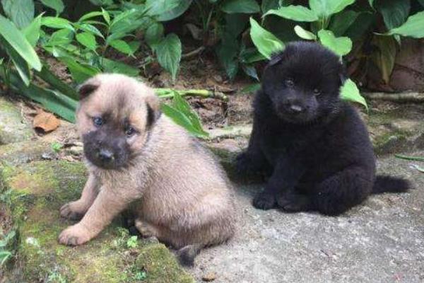 農村大規模土狗養殖利潤是多少