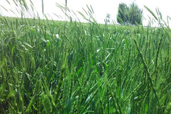 打野麥子的噴藥時間是什么時候,附注意事項