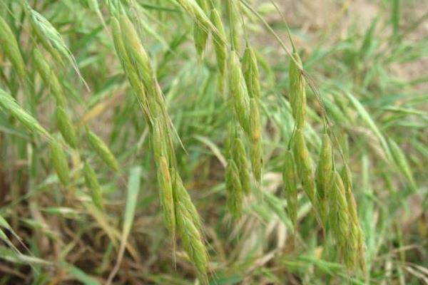 打野麥子的噴藥時間是什么時候,附注意事項