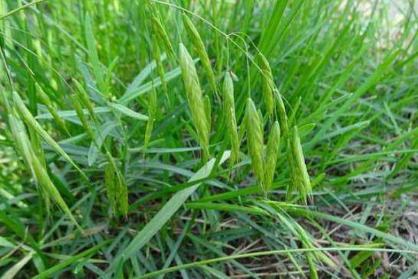 打野麥子的噴藥時間是什么時候,附注意事項