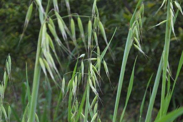 打野麥子的噴藥時間是什么時候,附注意事項