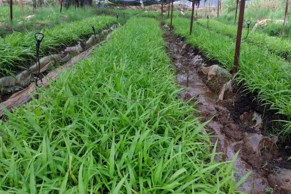 白芨種植掙錢嗎
