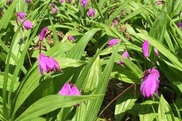 白芨種植掙錢嗎