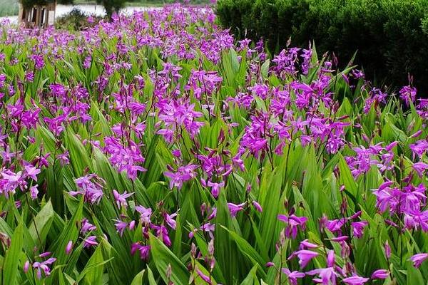 白芨種植掙錢嗎