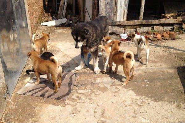 農村大規模土狗養殖利潤是多少