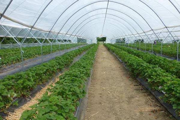 10個農村創業好項目