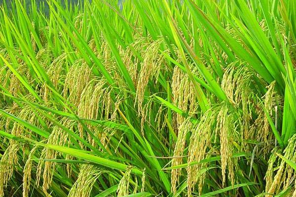 10個農村創業好項目