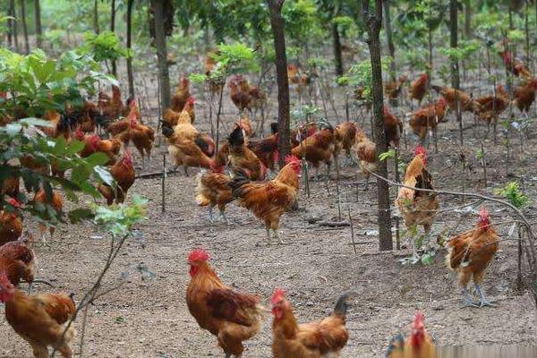 10個農村創業好項目