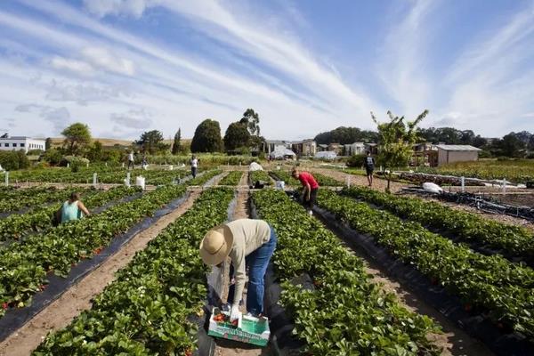 10個農村創業好項目
