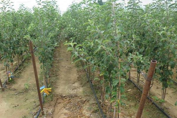 紅肉蘋果苗多少錢一棵?哪里有售