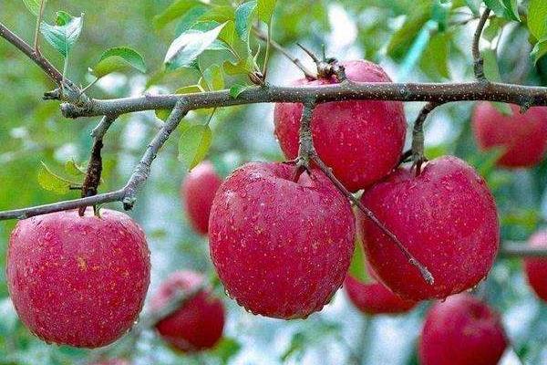 紅肉蘋果苗多少錢一棵?哪里有售