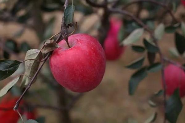 紅肉蘋果苗多少錢一棵?哪里有售