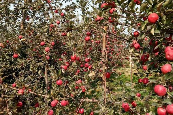 紅肉蘋果苗多少錢一棵?哪里有售