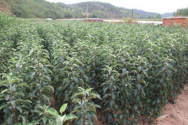 紅肉蘋果苗多少錢一棵?哪里有售