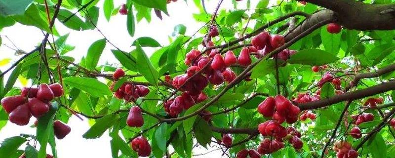 現在有什么新款的水果樹苗