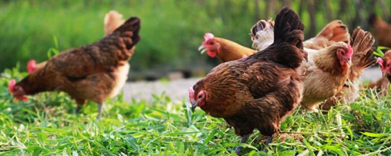 土雞飼料配方表