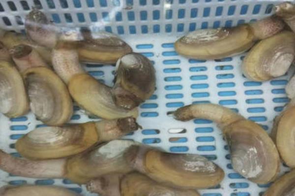 象牙蚌多少人民幣一斤