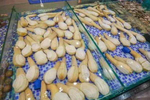 象牙蚌多少人民幣一斤