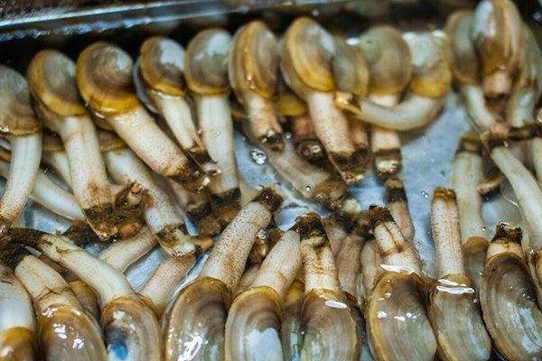 象牙蚌多少人民幣一斤