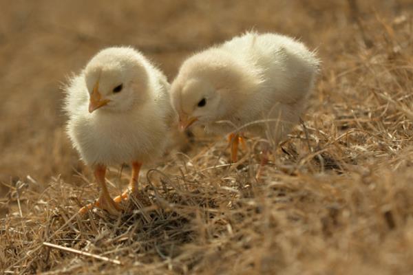 土雞飼料配方表