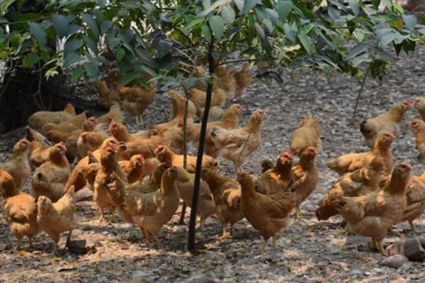 土雞飼料配方表