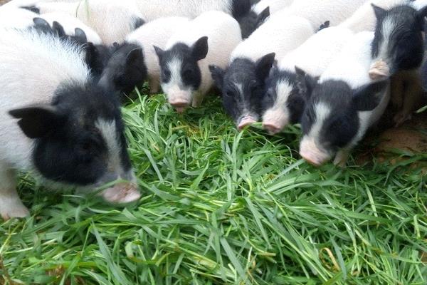 養(yǎng)10頭香豬一年能賺多少錢,投資要多少