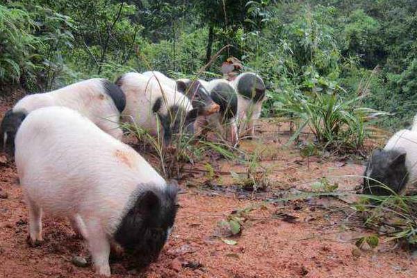 養(yǎng)10頭香豬一年能賺多少錢,投資要多少