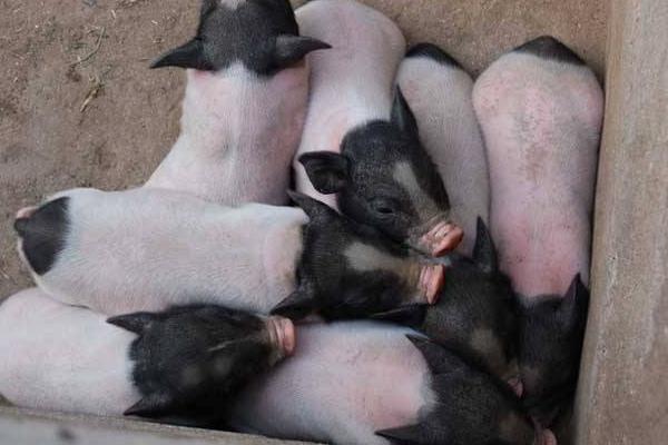 養(yǎng)10頭香豬一年能賺多少錢,投資要多少