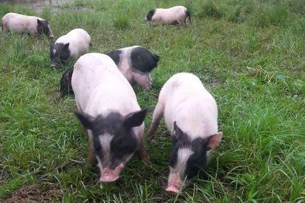 養(yǎng)10頭香豬一年能賺多少錢,投資要多少