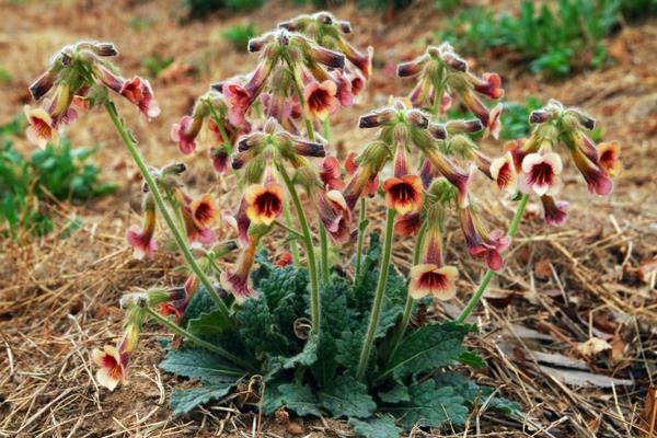 中藥種植一年多少收入